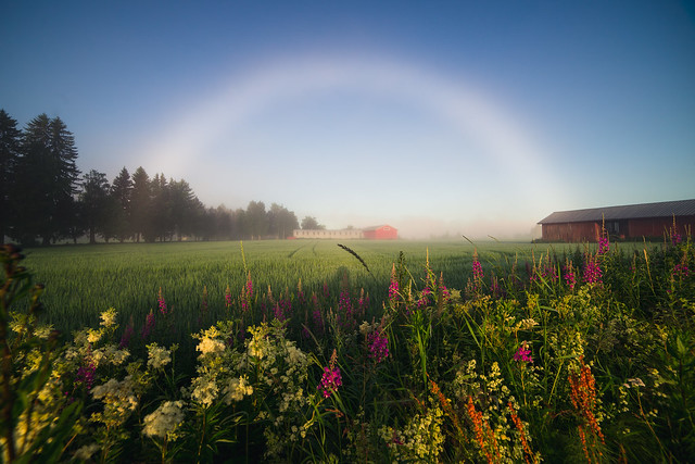 Fog bow on a colorful field