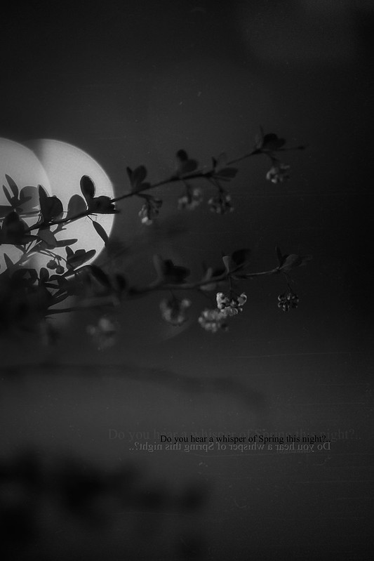 2018.05.16_136/365 - Do you hear a whisper of Spring this night?..