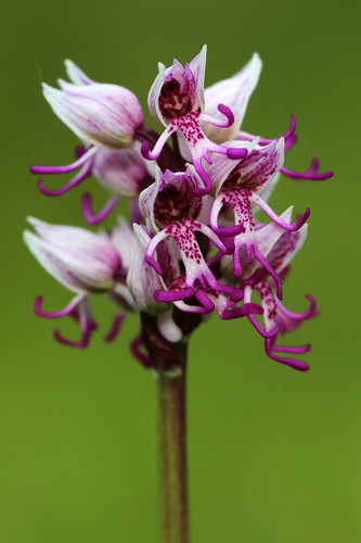 Monkey Orchid Orchis simia
