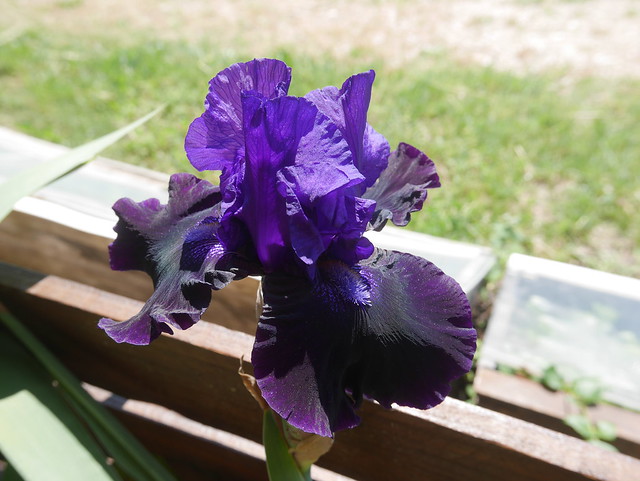 Iris violet foncé n°2018-2 - Cugan [Identification à suivre] 40439866720_ce46c561e5_z