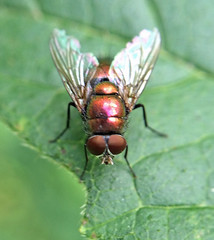 Blue-green Bottle Fly (Lucilia coeruleiviridis); Mount Rainier, PGC, Maryland; July 22, 2014