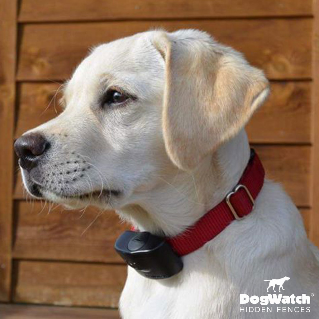 dogwatch meaning