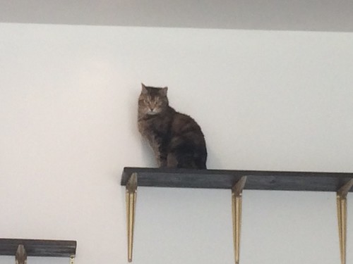 Tinkers Cat Cafe