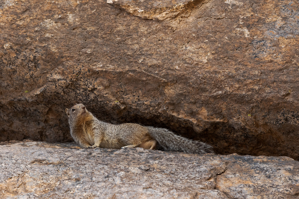A rock squirrel looks out from a crevice in the massive rock formation known as Tom's Thumb in the McDowell Sonoran Preserve in Scottsdale, Arizona