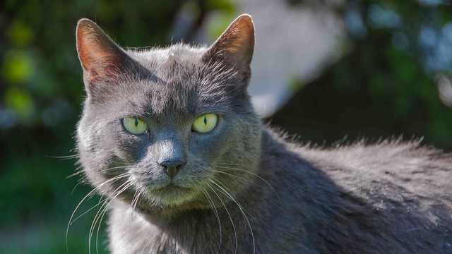 Chartreux Cat Pictures and Information - Cat-Breeds.com