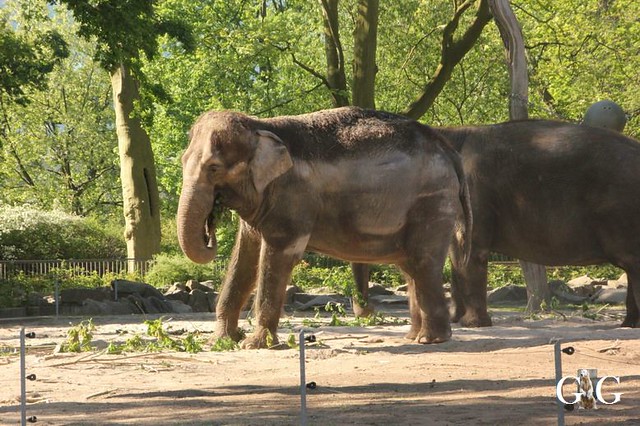 Besuch Zoo Berlin am 06.05.20181