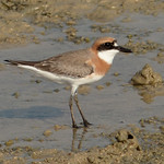 Greater Sand Plover2