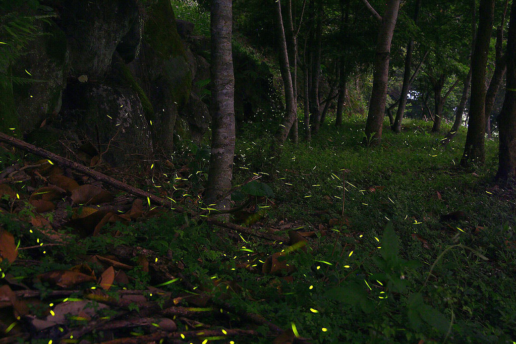 Fireflies20180429_5