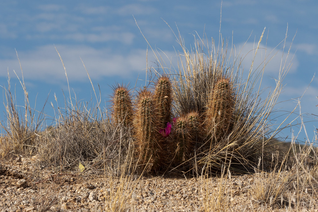 A strawberry hedgehog cactus with only a couple of blooms remaining along the Tom's Thumb Trail in the McDowell Sonoran Preserve in Scottsdale, Arizona