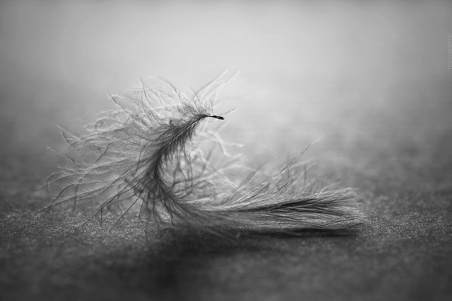 2018.05.05_125/365 - feather