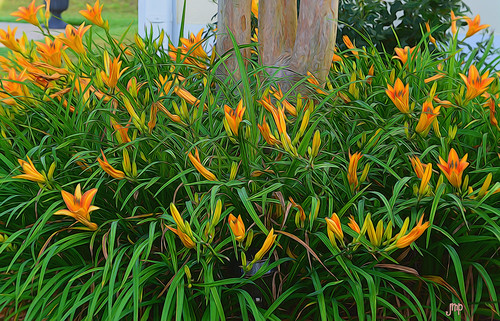 flowers yellow nikon photoshop art digitalart alabama spring nature garden outdoors beauty