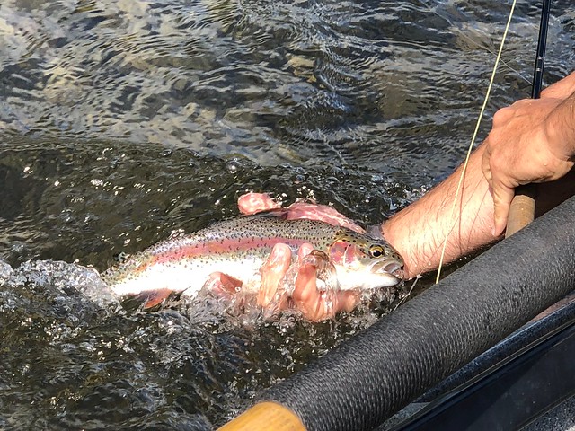Lower McKenzie River fly fishing