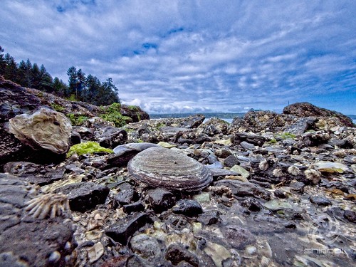 ocean shellfish rocks beach britishcolumbia gulfislands seaweed oysters