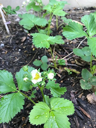 We might have strawberries this year!