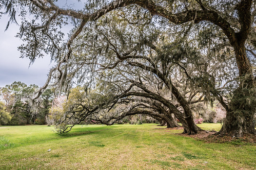 canon eos6d eos 6d ef1635f4l ef 1635 f4 l usa united states america vereinigte staaten amerika charleston south carolina sc bäume trees natur nature bogen arch park baum tree landschaft landscape