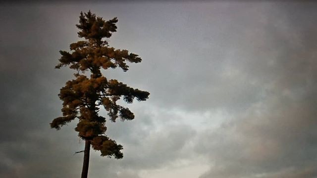 Standing alone like the Halfway Tree. #Ridingthroughwalls #xcanadabikeride #googlestreetview #newbrunswick