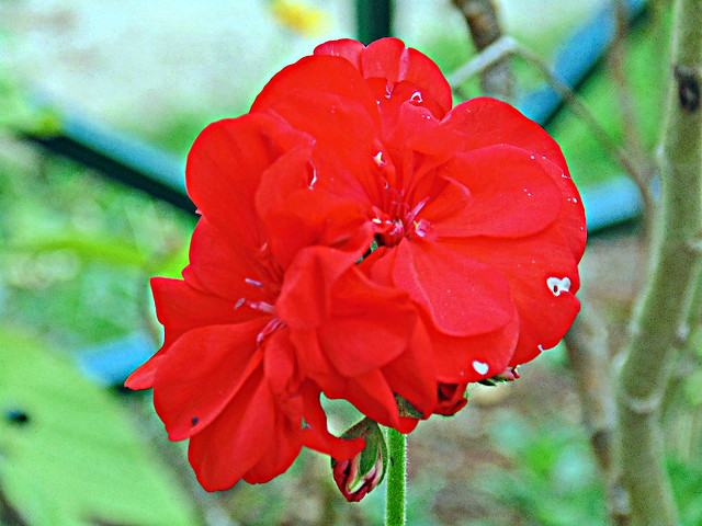 Flowers Red Beauty