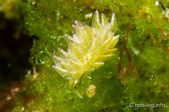 Stiliger sp.
