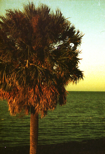 ocean sunset sea sky tree green film beach water yellow 35mm lens 50mm palm filter canonae1program fd