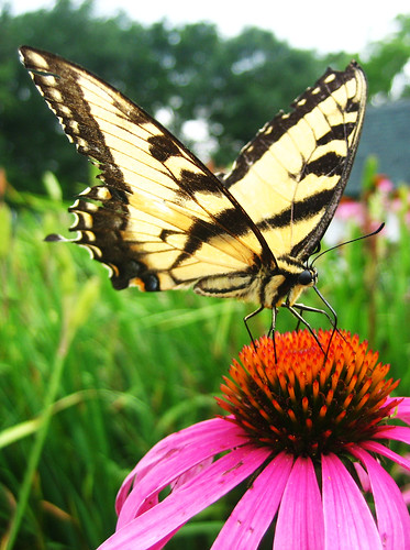 flower macro eye beautiful grass butterfly bokeh head leg wing monarch colourful antenna schmetterling vlinder supershot specnature