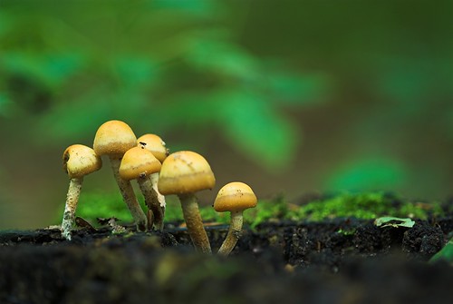 green nature natur fungus grün pilze wald pilz