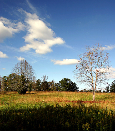 trees color clouds landscape photo