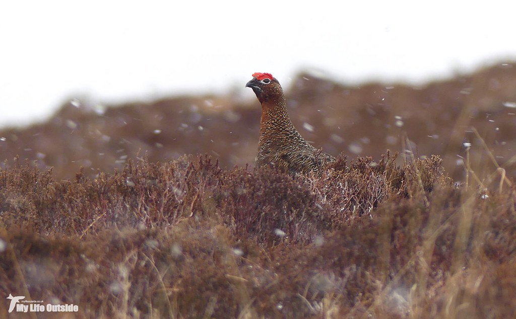 P1140639_2 - Red Grouse, Isle of Mull