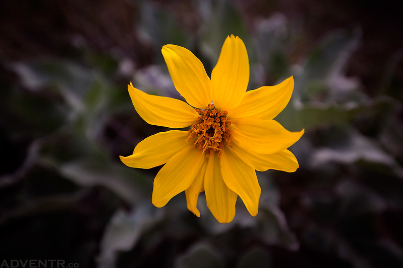 Centered Flower