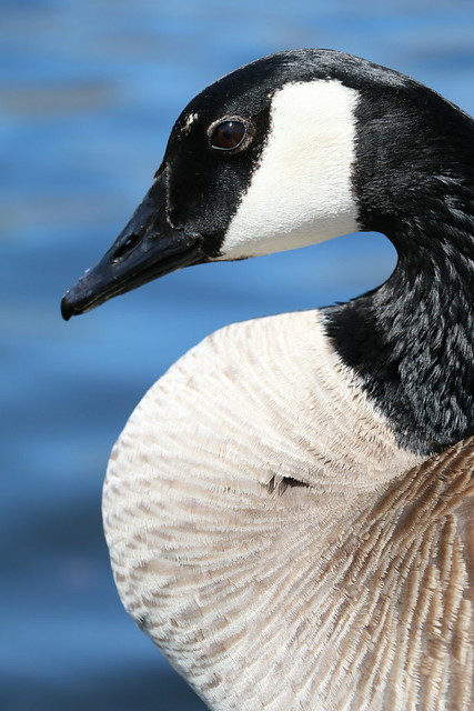 Curvy Goose (SOTC 283/365)