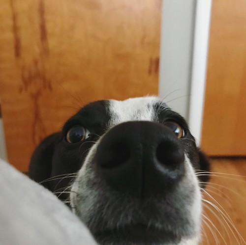 morning wake up call by Maddy #boop #boopmynose #bordercollie #bordercolliemix