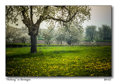 viewfromheiberg bevingen sinttruiden belgium bpvst belgië bloesems haspengouw green blossoms