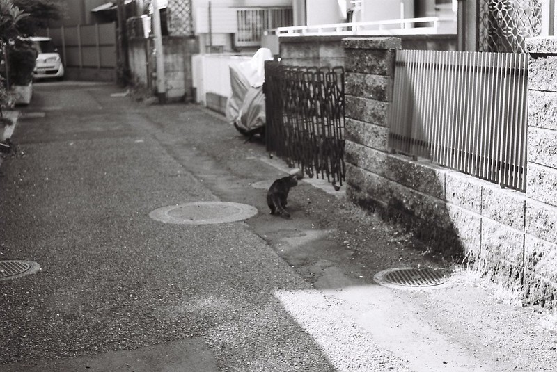 KONICA HEXAR RF+NIKKOR H C 50mm f2 0 Kodak 400TX要町路地裏の猫