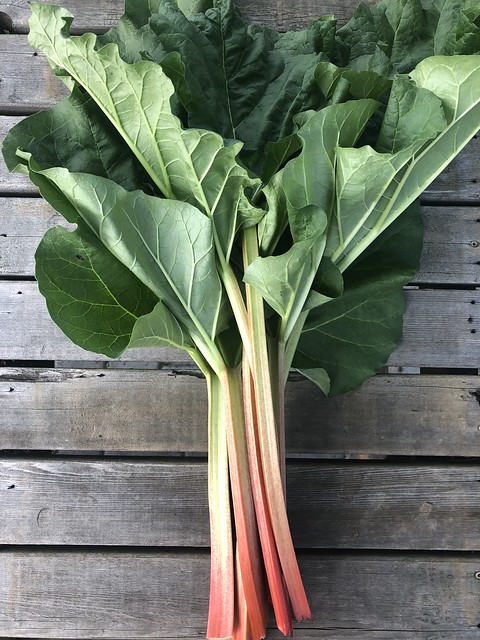 First rhubarb of the year