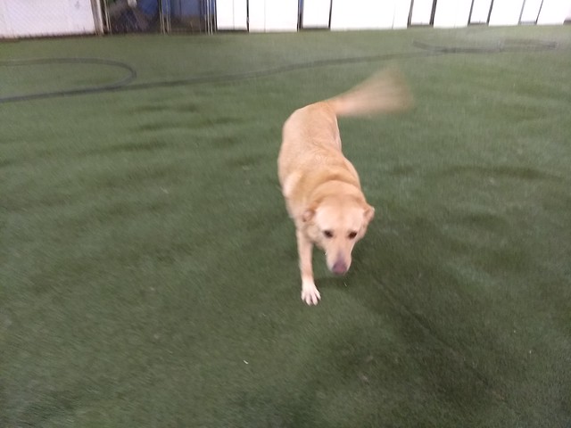 05/07/18 Squeaky Toy Fetch :D