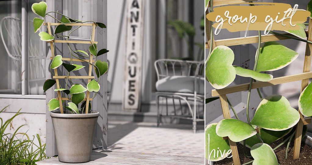 hive // lucky heart plant . group gift | mainstore