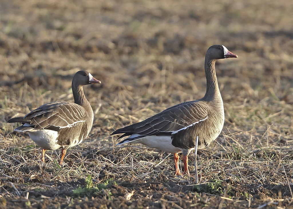 Greater White-fronted Goose   Anser albifrons