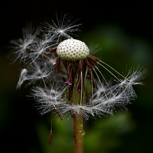 Some See A Weed, Others See A Wish…