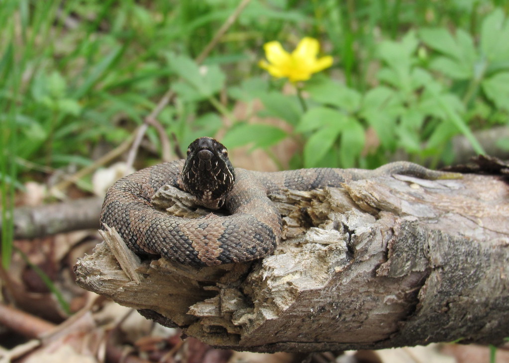 Baby Cottonmouth