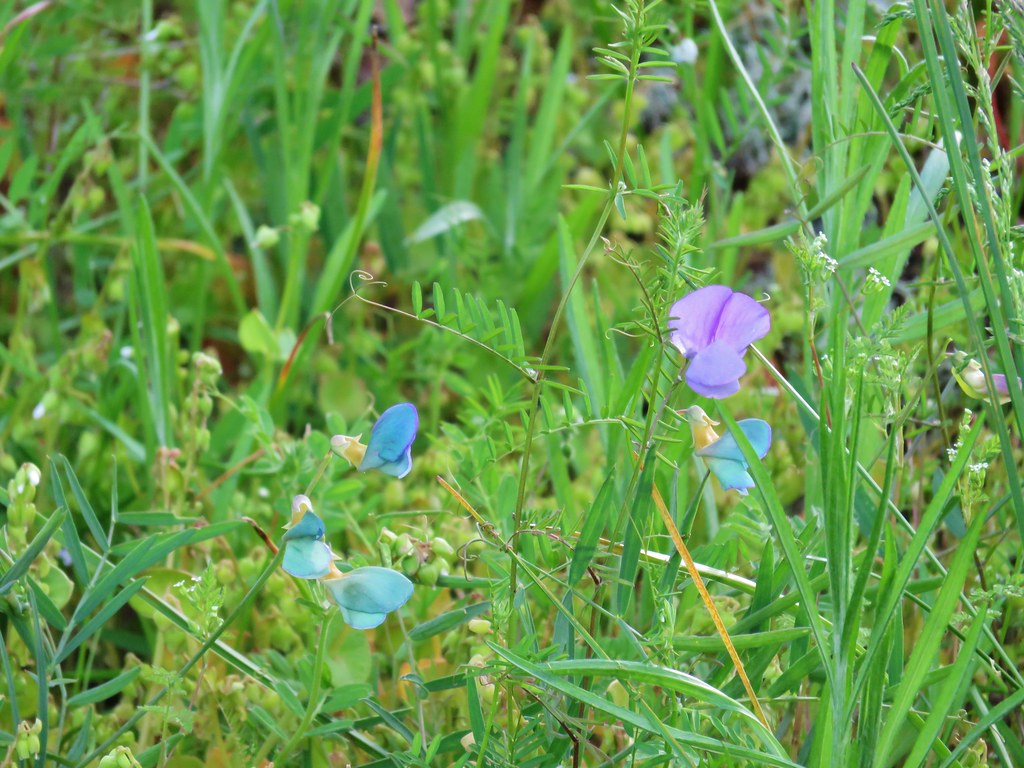 Wildflowers at Memaloose Hills