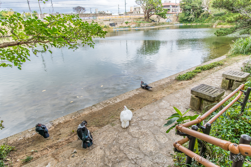 日本沖繩龍潭，首里城旁的迷人湖景，漫步於湖畔更有可愛親人的小鴨相陪，一起感受琉球的悠閒風光