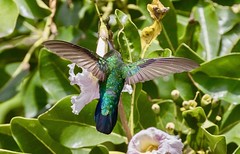 Green-throated Carib Hummingbird (Eulampis holosericeus)