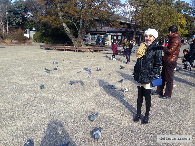 9 Hari Babymoon ke Jepang - Pigeons
