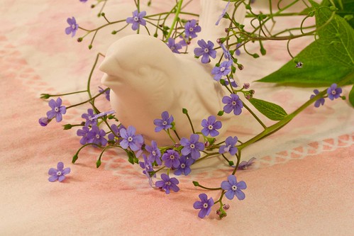 Bird And Tiny Blue Blossoms