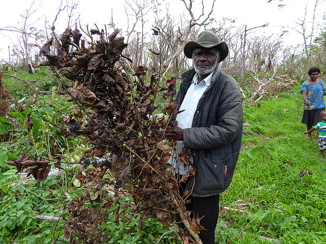 Chief Jack Kapum from the Middlebush region surveying his coffee plantation that has been destroyed by the extreme cyclonic event of Cyclone Pam  and trying to work out how he can survive fro at least four years without coffee income