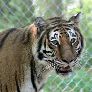 Tiger Kaari