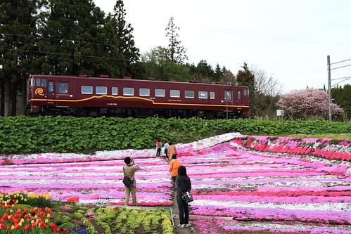 hakodate kikonai hokkaido flower railway garden sakura