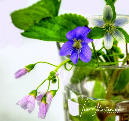 wisconsin rothschild marathoncounty centralwisconsin wildflowers nature colors spring springtime canon canoneos canon6d beauty pastelcolors violet mayflowers usa america northamerica woodlandflowers 24105l stilllife