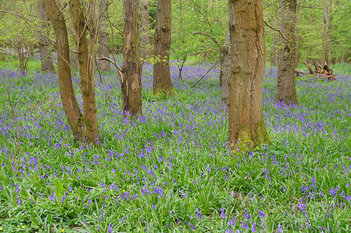 wild flower wildlife woodland cambridgeshire overhallgrove bluebell hyacinthoidesnonscripta