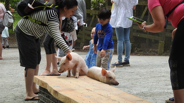 Petting Zoo Opens