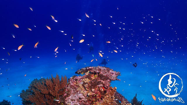珊瑚に群がるスカシテンジクダイとキンギョハナダイ